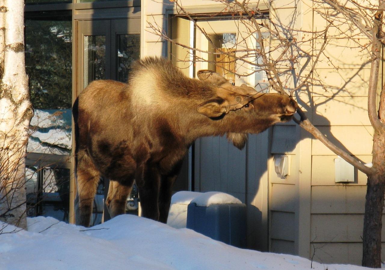 Susitna Place B&B Anchorage Eksteriør bilde